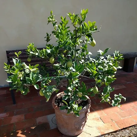 Il Torriano Farm stay